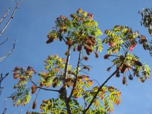 36 in box Acrocarpus f. 2-22-12 003 640x480.jpg